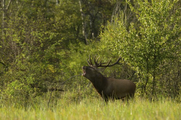 Red deer (Cervus elaphus), standing, roaring, meadow, forest, Lower Austria