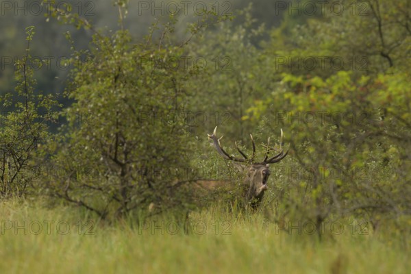 Red deer (Cervus elaphus), standing, roaring, meadow, forest, Lower Austria