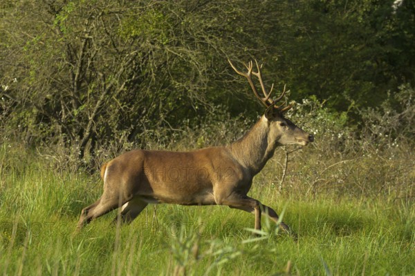 Red deer (Cervus elaphus), running, meadow, forest, Lower Austria