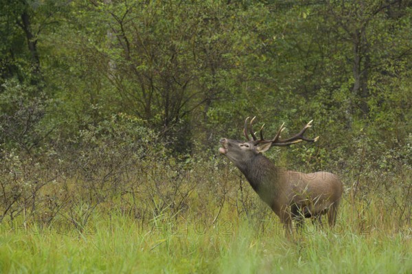 Red deer (Cervus elaphus), standing, roaring, meadow, forest, Lower Austria