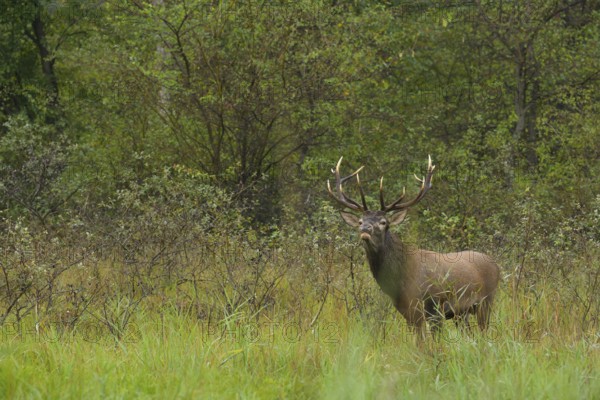 Red deer (Cervus elaphus), standing, roaring, meadow, forest, Lower Austria