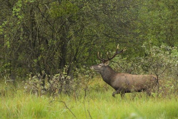 Red deer (Cervus elaphus), walking, meadow, forest, Lower Austria