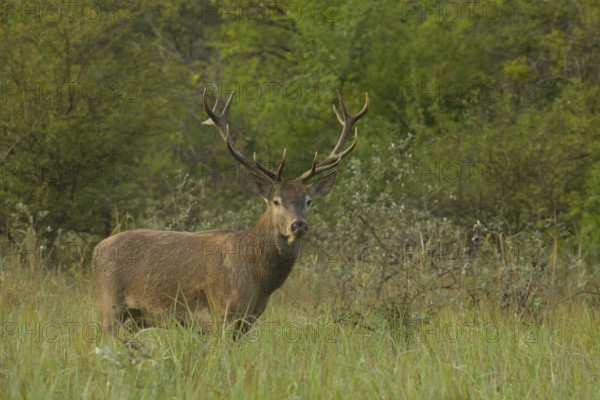 Red deer (Cervus elaphus), standing, meadow, forest, Lower Austria