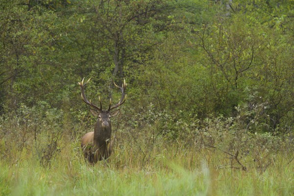 Red deer (Cervus elaphus), standing, meadow, forest, Lower Austria