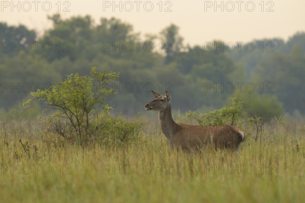 Hind (Cervus elaphus), standing, meadow, Lower Austria