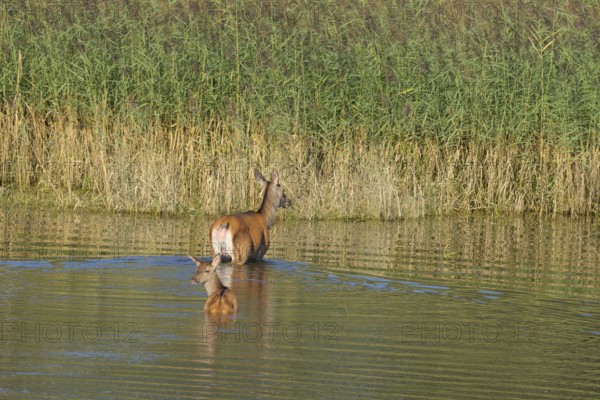 Doe (Cervus elaphus), calf, walking, water, reeds, Lower Austria