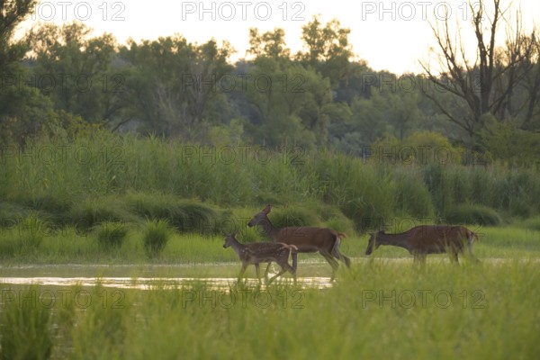Red deer (Cervus elaphus), calf, water, riparian forest, Lower Austria