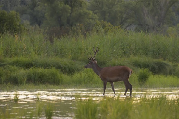 Red deer (Cervus elaphus), standing, water, riparian forest, Lower Austria