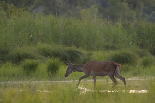 Doe (Cervus elaphus), walking, water, riparian forest, Lower Austria