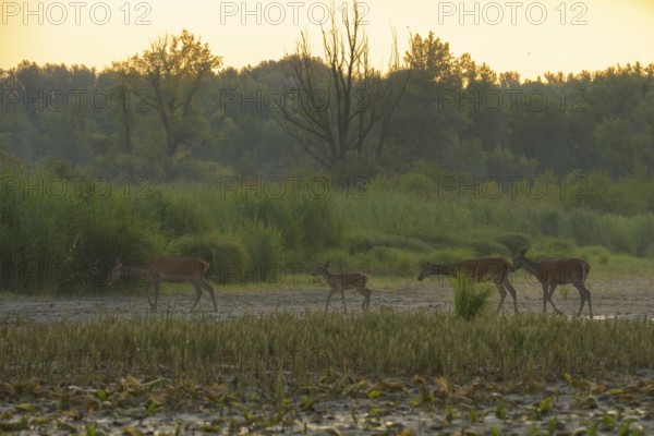 Red deer, calf (Cervus elaphus), walking, riparian forest, Lower Austria
