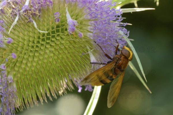 Hornet hoverfly (Volucella zonaria), Wild teasel, Lower Austria