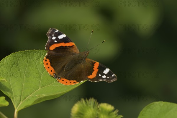 Admiral (Vanessa atalanta), Lower Austria