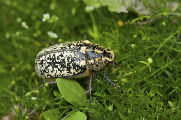 Walker, Turkish cockchafer (Polyphylla fullo), Lower Austria