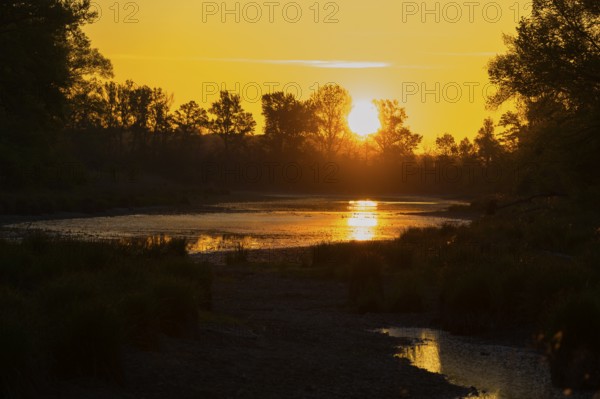 Morning atmosphere, riparian forest, sunrise, Lower Austria