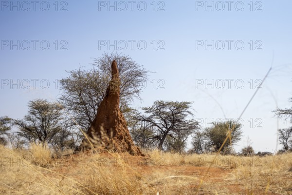 Outjo is a peaceful Namibian town surrounded by savannas, hills, and scattered termite mounds, with dry sunny landscapes and simple daily life