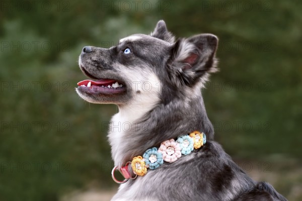 Portrait of cute French Bulldog x Siberian Husky dog mix with paracord flower collar