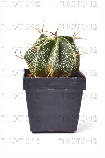 Side view of small Bishop's Cap 'Astrophytum Ornatum' cactus plant in flower pot on white background