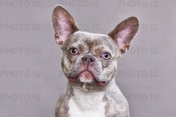 Portrait of lilac brindle French Bulldog dog in front of gray background