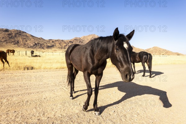 The remote desert around Solitaire, Namibia, is home to resilient wildlife, including wild horses adapted to the harsh Namib Desert
