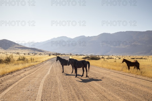 The remote desert around Solitaire, Namibia, is home to resilient wildlife, including wild horses adapted to the harsh Namib Desert