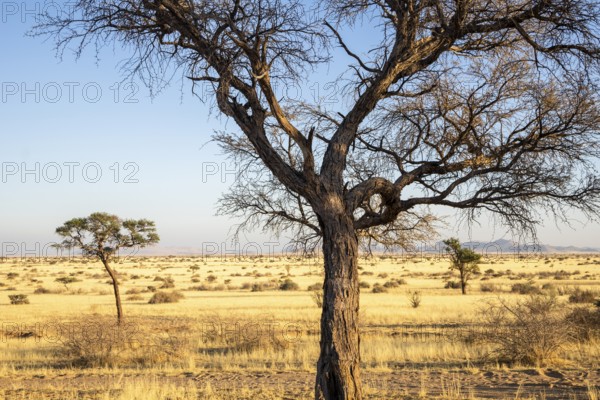 Solitaire is a remote settlement in Namibia, located on the edge of the Namib Desert, surrounded by dunes and mountain ranges