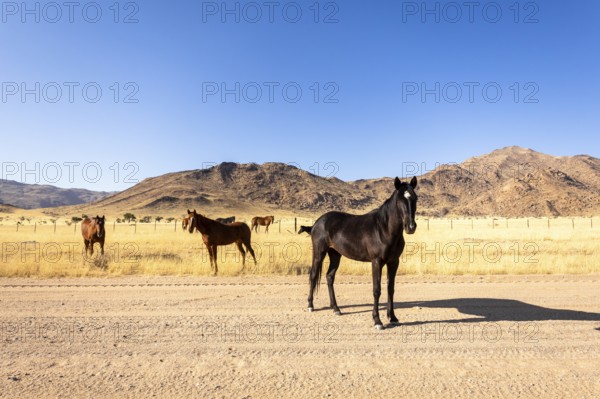 The remote desert around Solitaire, Namibia, is home to resilient wildlife, including wild horses adapted to the harsh Namib Desert