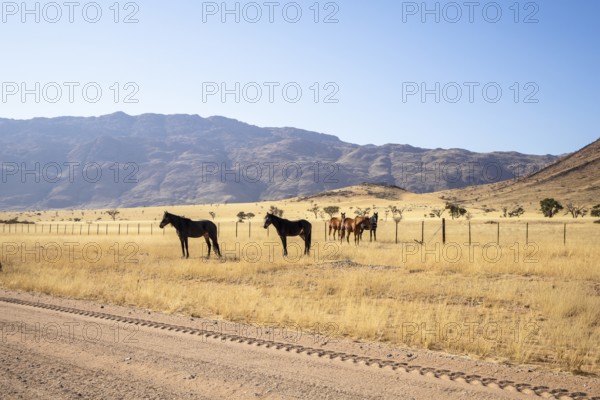The remote desert around Solitaire, Namibia, is home to resilient wildlife, including wild horses adapted to the harsh Namib Desert