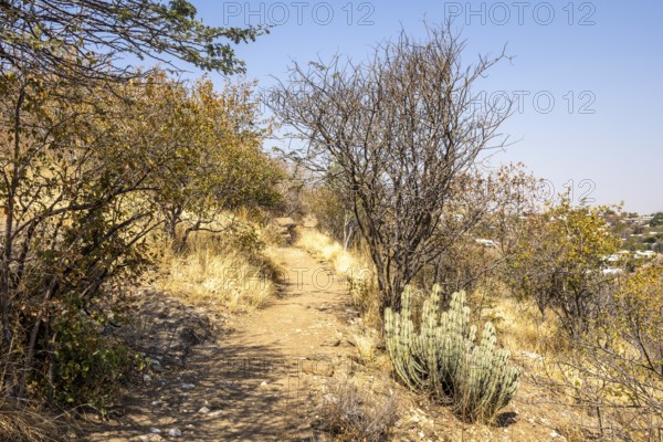 A stone pathway winds through dry woodland and bush at the National Botanic Garden, Windhoek, Namibia, with interpretive signs along the trail and distant views of the city beyond the trees
