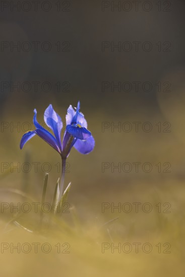 Reticulated iris (Iris reticulata), Rhineland-Palatinate, Germany