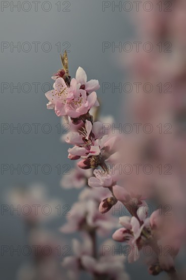 Almond blossom, Rhineland-Palatinate, Germany
