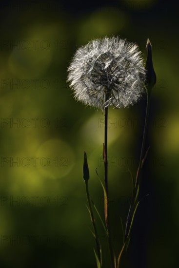 Dandelion (Taraxacum), dandelion, Rhineland-Palatinate, Germany