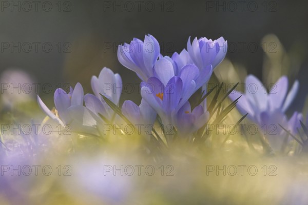 Crocuses (Crocus), Rhineland-Palatinate, Germany