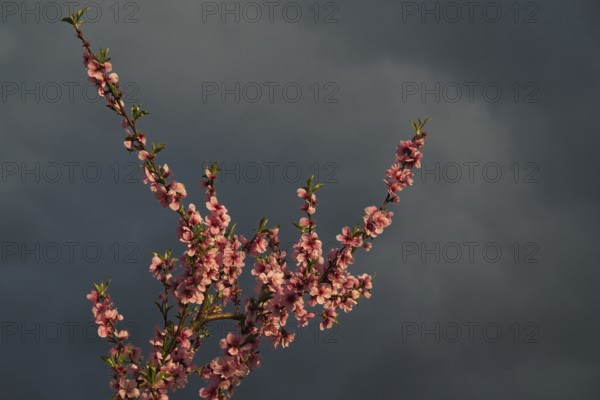 Almond blossom, Rhineland-Palatinate, Germany