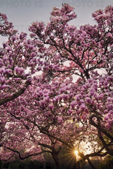 Magnolia, whole flowering tree at sunset, Rhineland-Palatinate, Germany