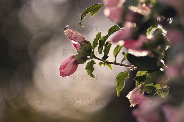 Flower with fly, Rhineland-Palatinate, Germany