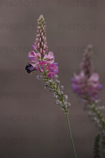 Seed asparagus (Onobrychis viciifolia) with bumblebee (Bombus), Rhineland-Palatinate, Germany