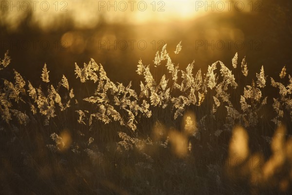 Grasses against the light, Rhineland-Palatinate, Germany