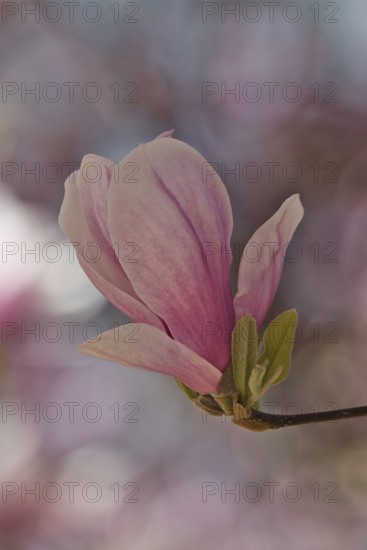 Magnolia (Magnolia), single flower, Rhineland-Palatinate, Germany