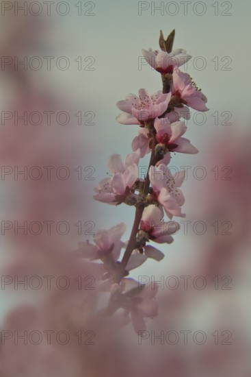Almond blossom, Rhineland-Palatinate, Germany