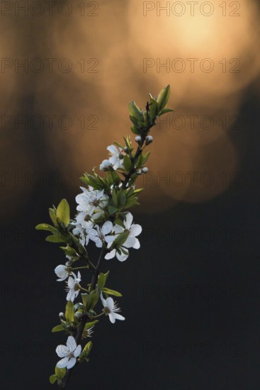 Fruit blossom, Rhineland-Palatinate, Germany
