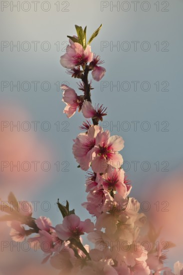 Almond blossom, Rhineland-Palatinate, Germany
