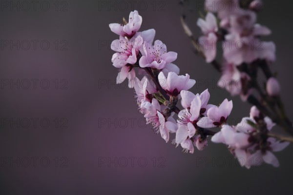 Almond blossom, Rhineland-Palatinate, Germany
