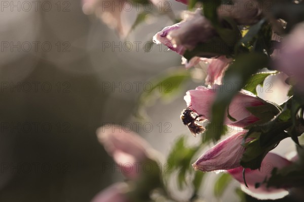 Flower with bumblebee, Rhineland-Palatinate, Germany