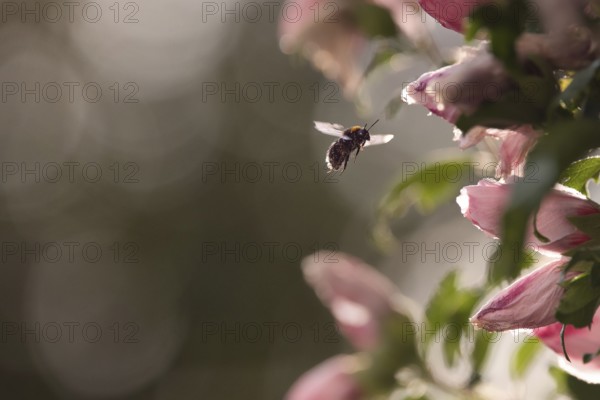 Flowers with bumblebee (Bombus) approaching, Rhineland-Palatinate, Germany