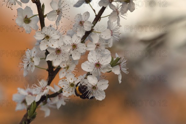 Fruit blossom with bumblebee (Bombus), Rhineland-Palatinate, Germany
