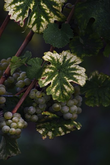 Grapes in the vineyard, Rhineland-Palatinate, Germany
