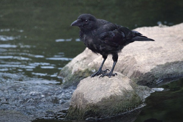 Raven crow (Corvus corone) on a stone by a river, Rhineland-Palatinate, Germany