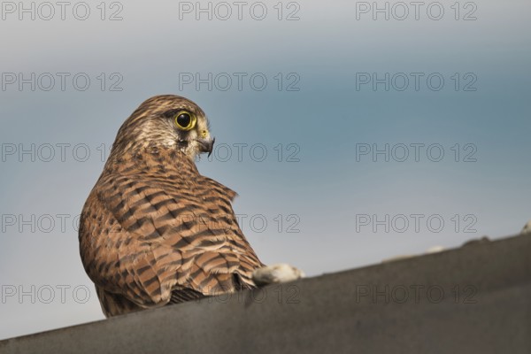 Kestrel (Falco tinnunculus) sitting on a roof, Rhine-Hesse region, Germany