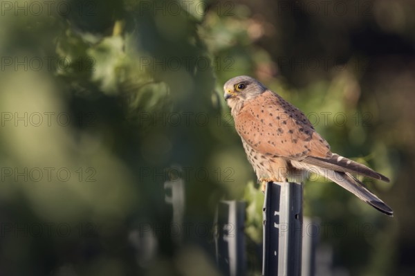 Kestrel (Falco tinnunculus) sitting on a pole in a vineyard, Rhine-Hesse region, Germany