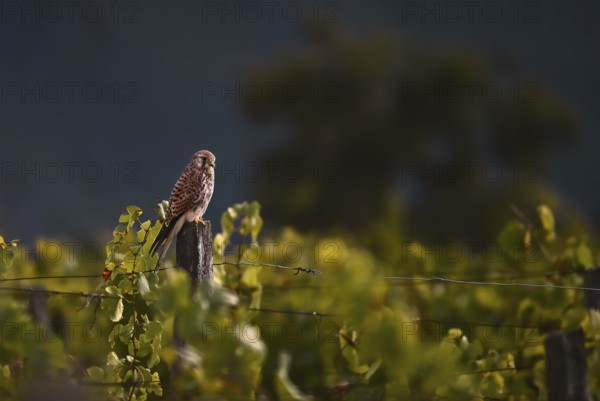 Kestrel (Falco tinnunculus) sitting on a pole in a vineyard, Rhine-Hesse region, Germany